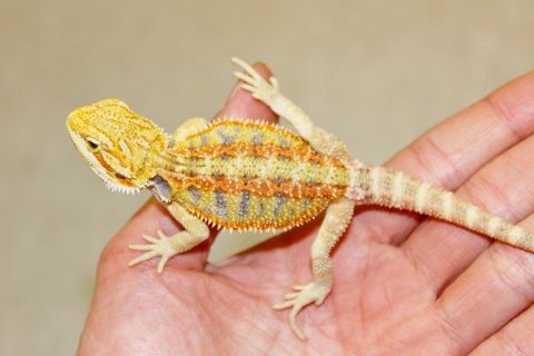 新入荷 ちんまりのとカッコイイトカゲ達 爬虫類倶楽部仙台店ブログ 新入荷 ちんまりのとカッコイイトカゲ達 爬虫類倶楽部仙台店ブログ
