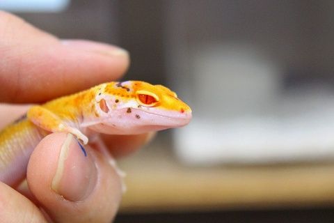 レモン フロスト レオパ