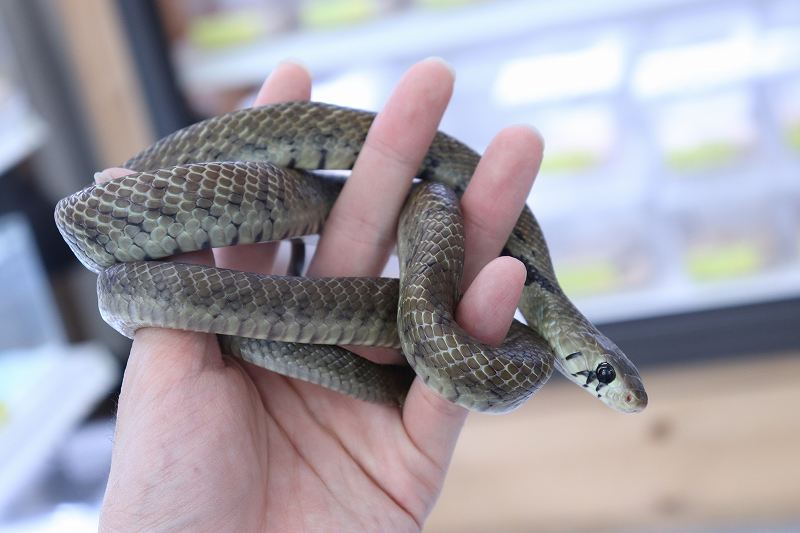 新入荷 クリボー ボール テラピン等々 爬虫類倶楽部仙台店ブログ 新入荷 クリボー ボール テラピン等々 爬虫類倶楽部仙台店ブログ