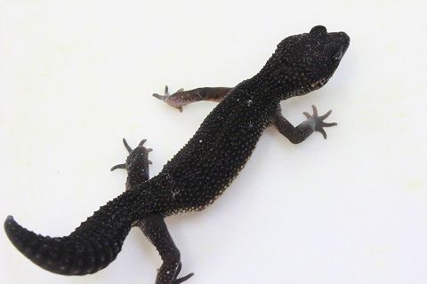 ブラック ナイト レオパ