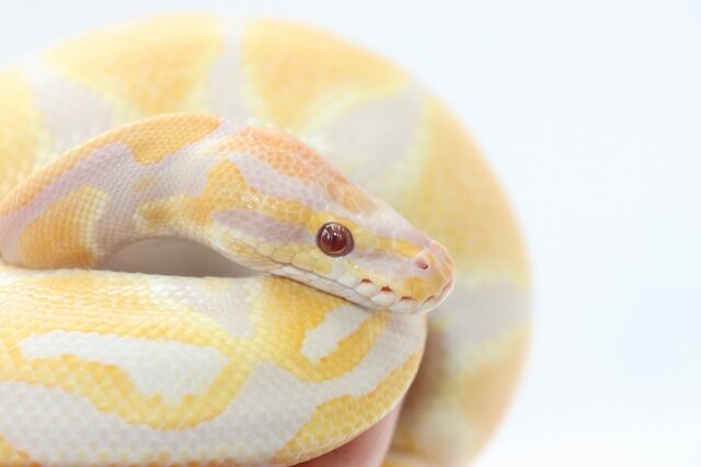 新入荷 ドイツ便ボールパイソン 爬虫類倶楽部仙台店ブログ