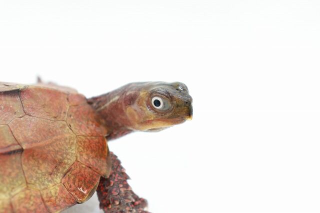 新入荷！！】スペングラーヤマガメ！！ : 爬虫類倶楽部仙台店ブログ