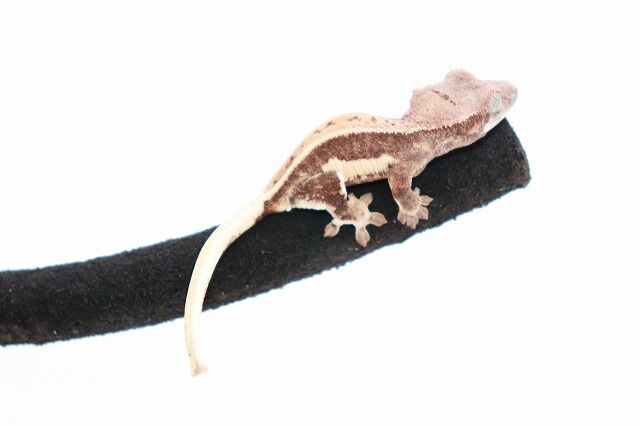 クレスフェア第二段！！【リリー祭】開催！！ : 爬虫類倶楽部仙台店ブログ 