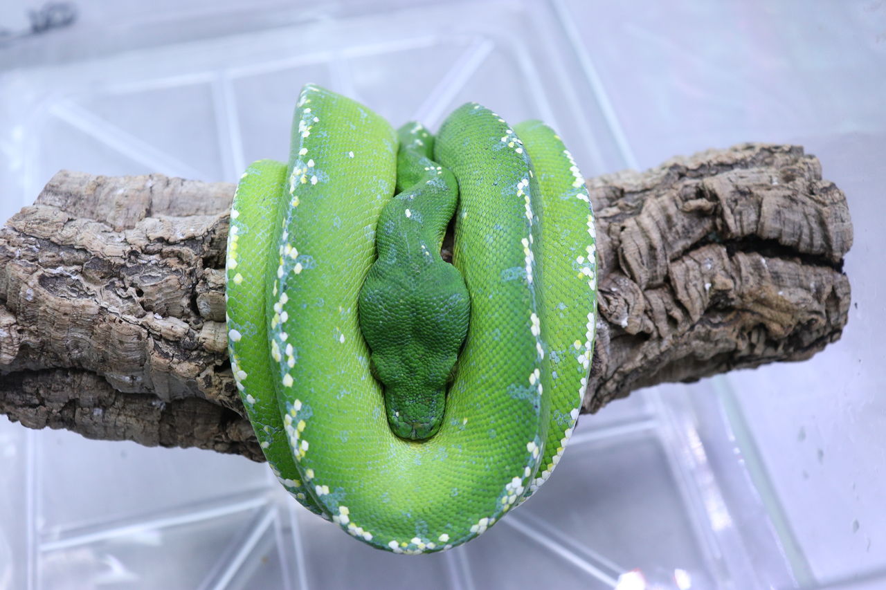 爬虫類倶楽部仙台店ブログ グリーンパイソン