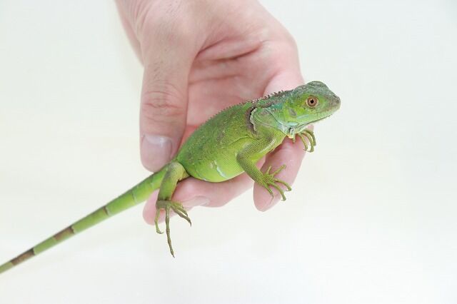 爬虫類ケージ 110×45×45㎝ リクガメ モニター イグアナ 温室