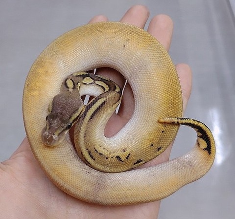 IMG_20250115_005411~2