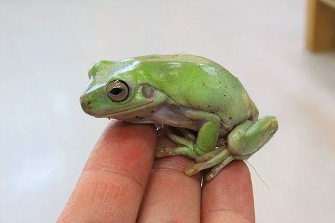 新入荷 みんながま口 フトアゴ カエル 激ポチャ小川のレプタイルnews 66 爬虫類倶楽部仙台店ブログ