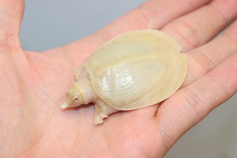 新入荷 グランディス クリムゾン アルビノシナスッポン 爬虫類倶楽部仙台店ブログ