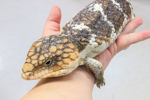 爬虫類倶楽部仙台店ブログ シシバナヘビ