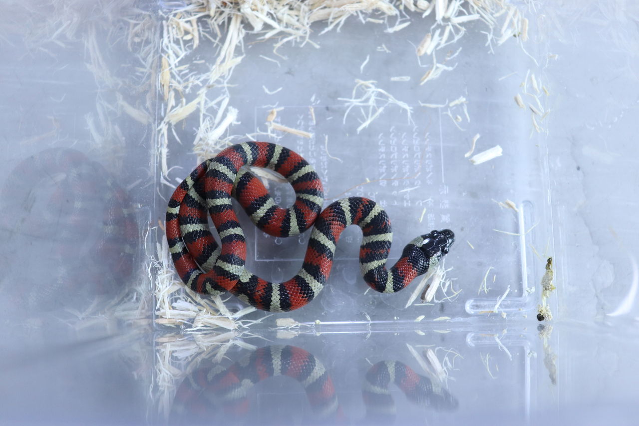 Gucci スネーク 壁紙 Sindhotel Am Com Br