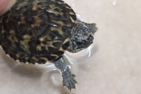 じゃいます1