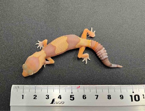 FullSizeRender