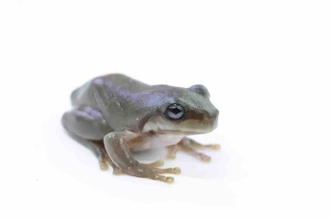 【カエル】愛媛県　プルーフ dk29_002.jpg