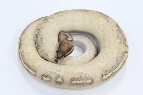 IMG_0864
