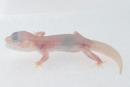 アルビノプラチナム３