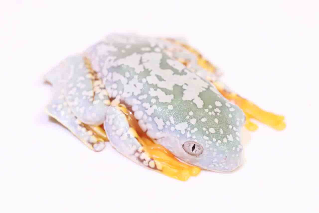 カエル・有尾新入荷！豪華ケンランな激レアカエルが着弾