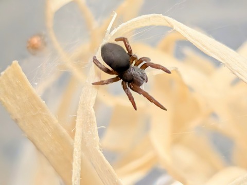 MACRO_FOCUS~2