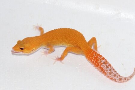 サングローラプター