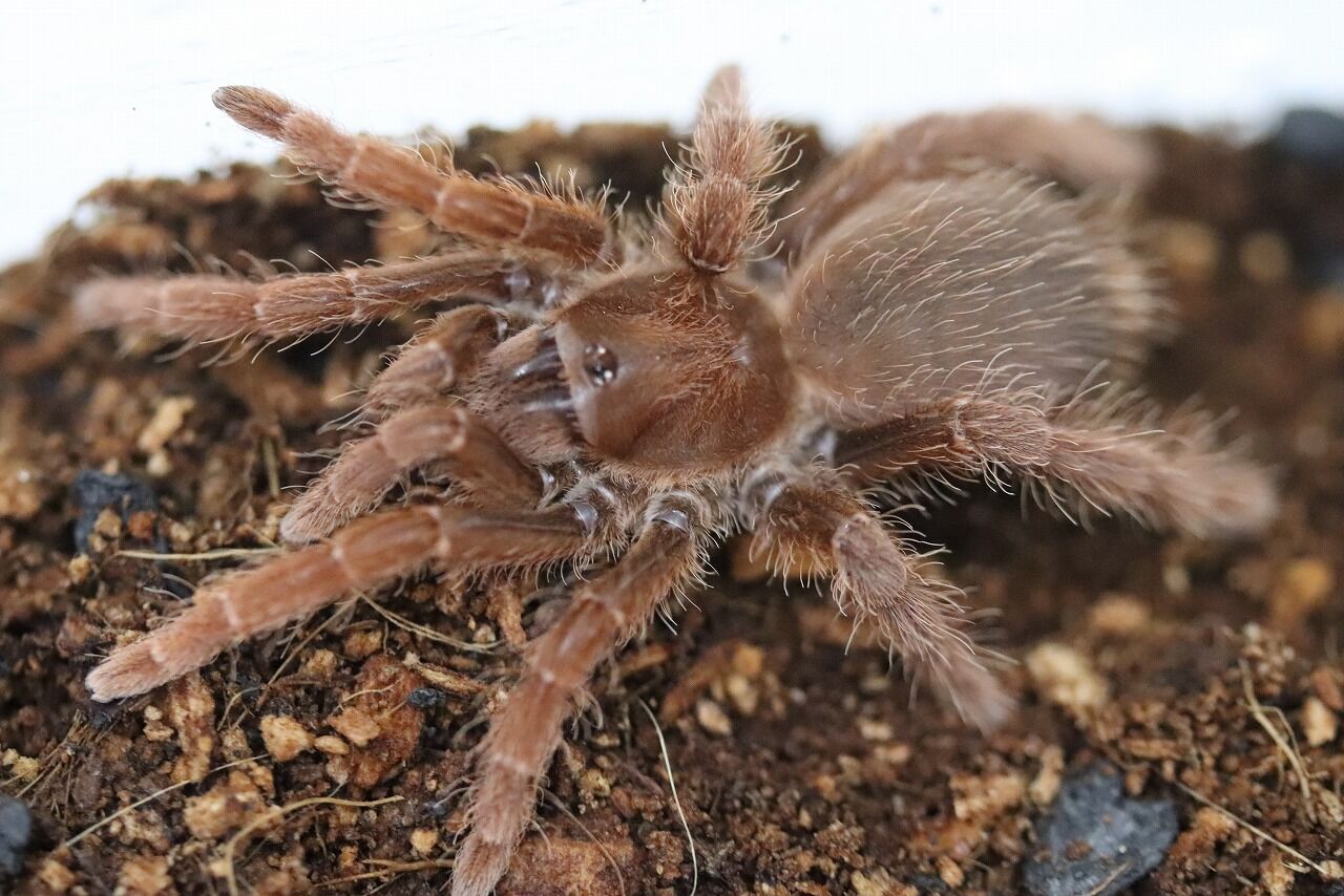 お久しぶりのキングバブーン | 蜘蛛の飼育日記 【阿州最大種】キング