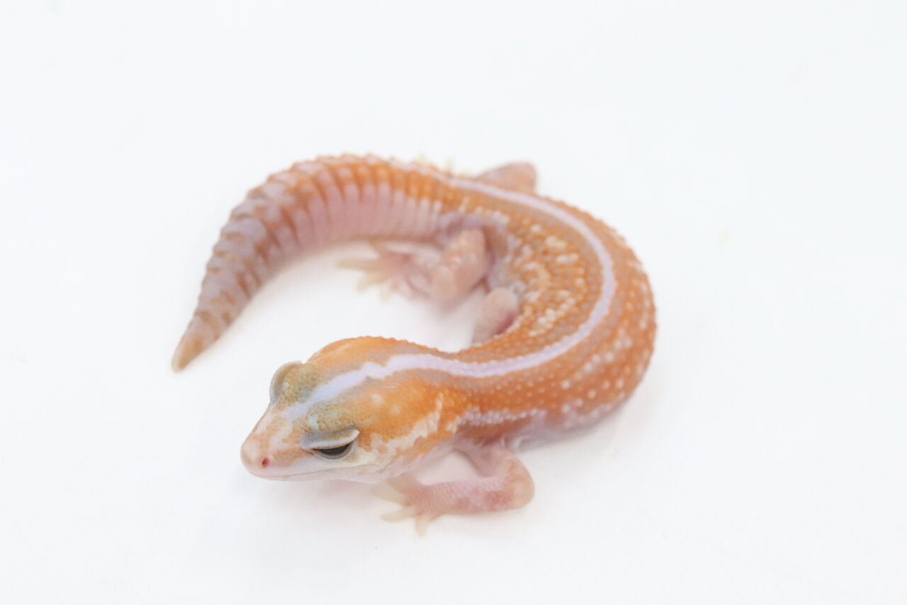 新入荷】ニシアフリカトカゲモドキ : 爬虫類クラブJ千葉ニュータウン店
