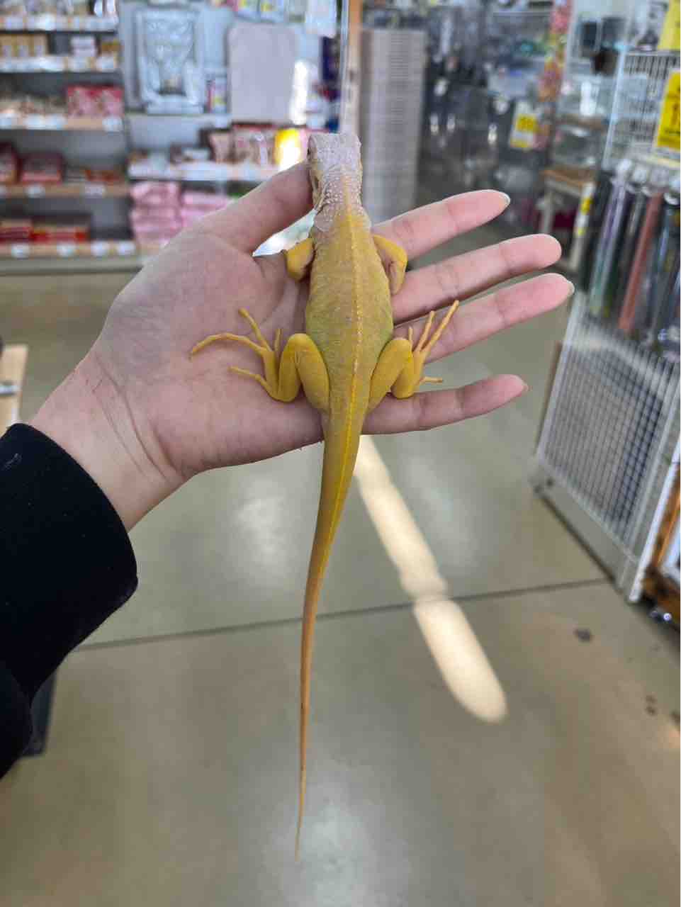 トカゲ 在庫紹介！ : 爬虫類クラブJ千葉ニュータウン店