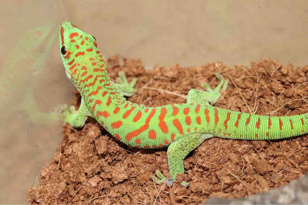 ヤモリさん ヒロオヒルヤモリ来ました！！ 緑の綺麗なヤモリちゃん😍 大きさ