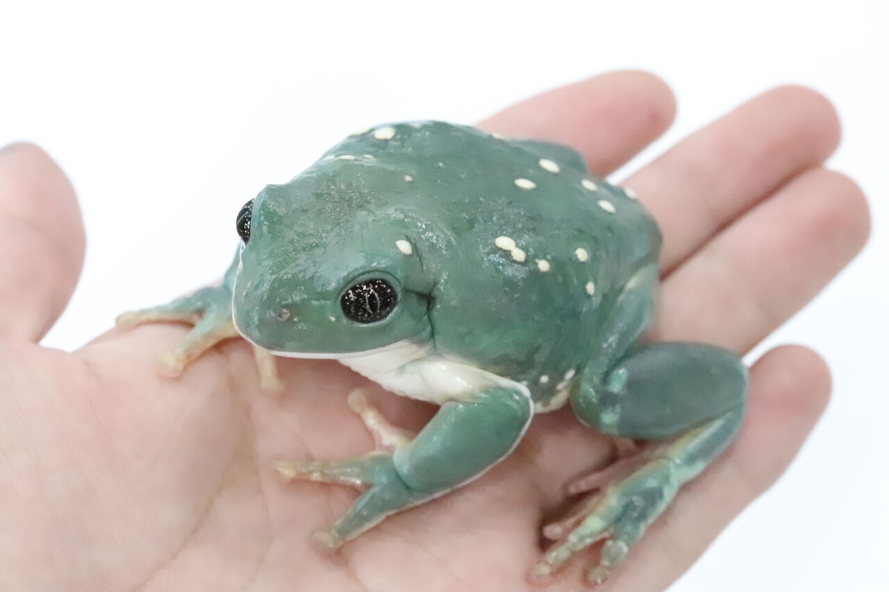 ケンランフリンジアマガエル 1匹での価格です。 ケンランフリンジアマガエル ４.5センチ前後 １匹での価格です