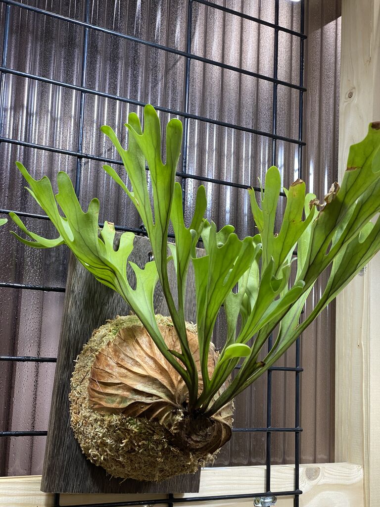 PLANTCLUB】 ビカクシダ始めました！ : 爬虫類クラブJ千葉ニュータウン店