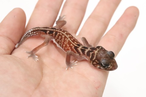 F97EB9FB-720A-4556-81EE-67DA0D466C27