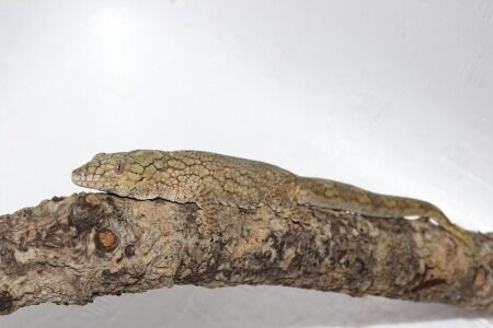 ヴェイヤールクチサケヤモリ１