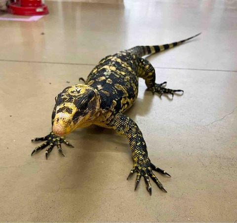 トカゲ 在庫紹介！ : 爬虫類クラブJ千葉ニュータウン店