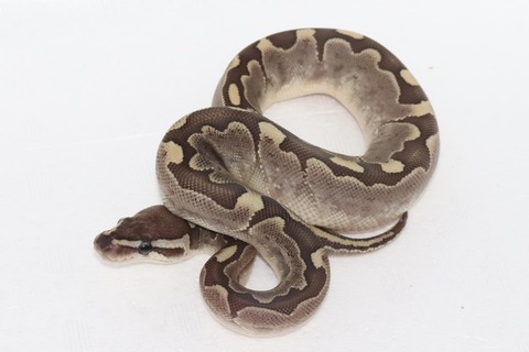 バンブー♀