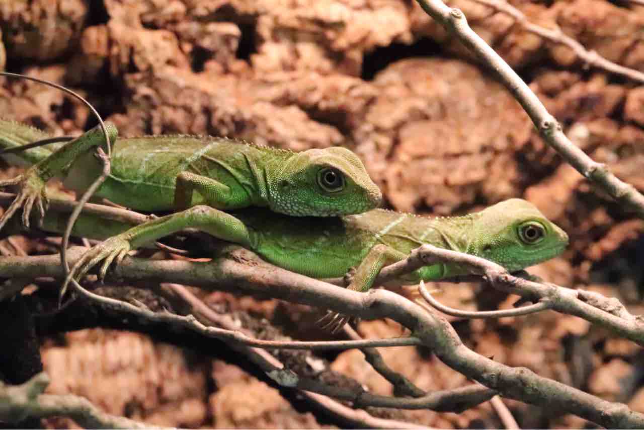 新入荷 ウォータードラゴン シシバナ ニシアフ ケヅメ 爬虫類クラブｊ千葉ニュータウン店