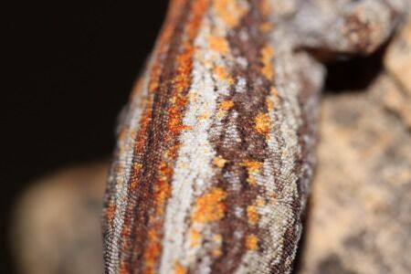IMG_8527