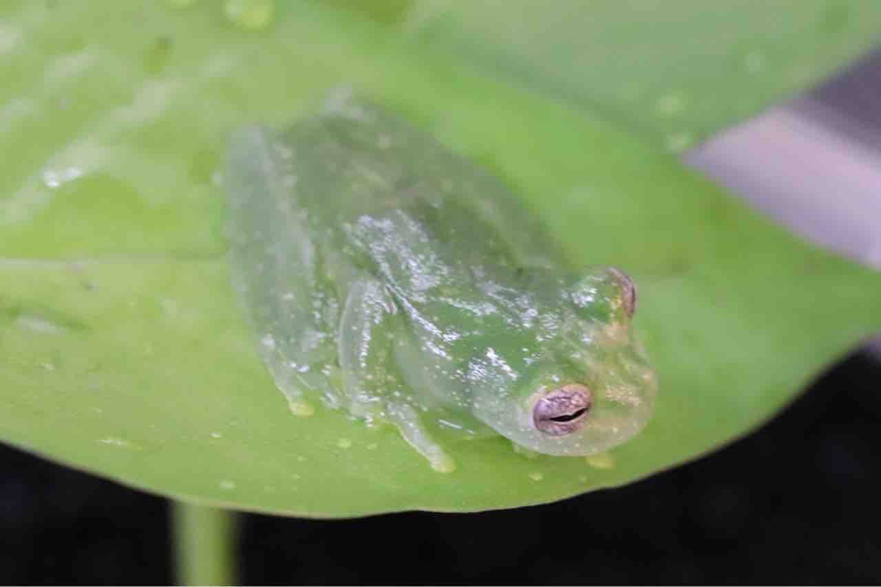 【蛙標本】ジャワトビガエル イエアメガエル グミガエル アマガエルグラスフロッグ フライッシュマンアマガエルモドキ（グミガエル・グラスフロッグ）の