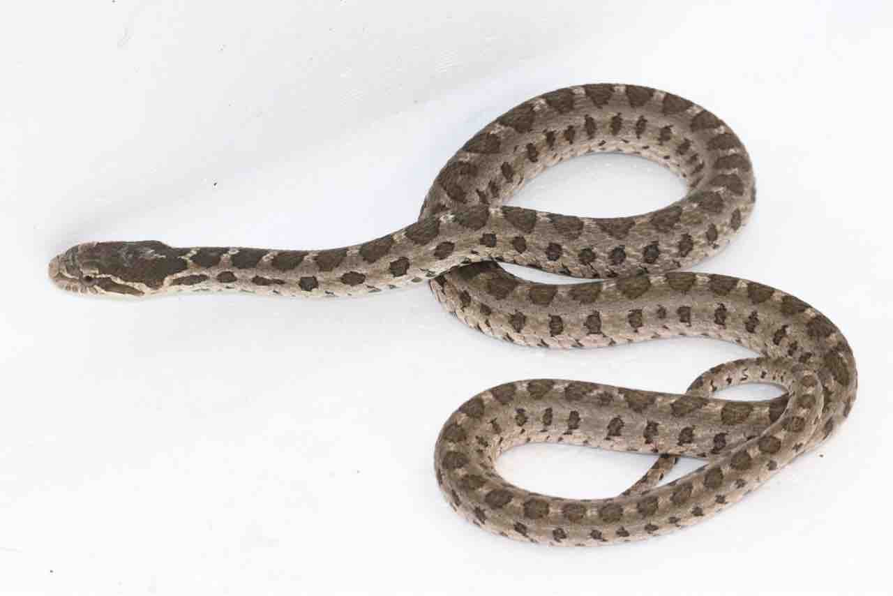 新入荷！ヘビ！ : 爬虫類クラブJ千葉ニュータウン店