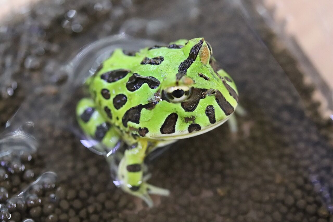 在庫生体】 ツノガエル : 爬虫類クラブJ千葉ニュータウン店 在庫生体】 ツノガエル : 爬虫類クラブJ千葉ニュータウン店