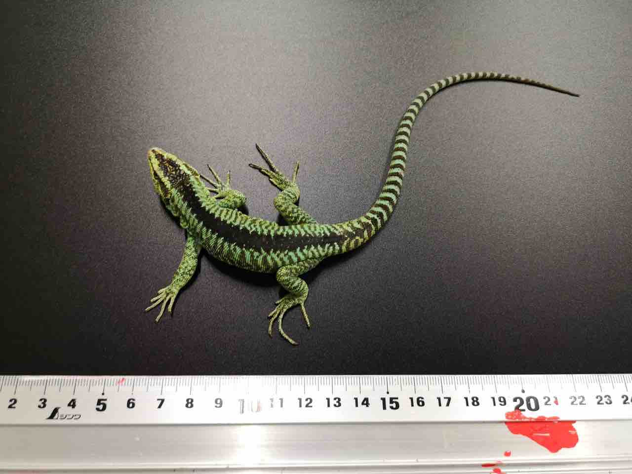 トカゲ 在庫紹介！ : 爬虫類クラブJ千葉ニュータウン店