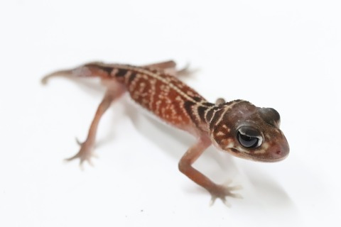 1D1D7F64-B0DB-41CE-B2D0-D929A7378639