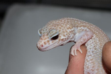 アルビノプラチナム２