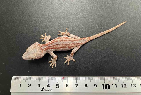 FullSizeRender