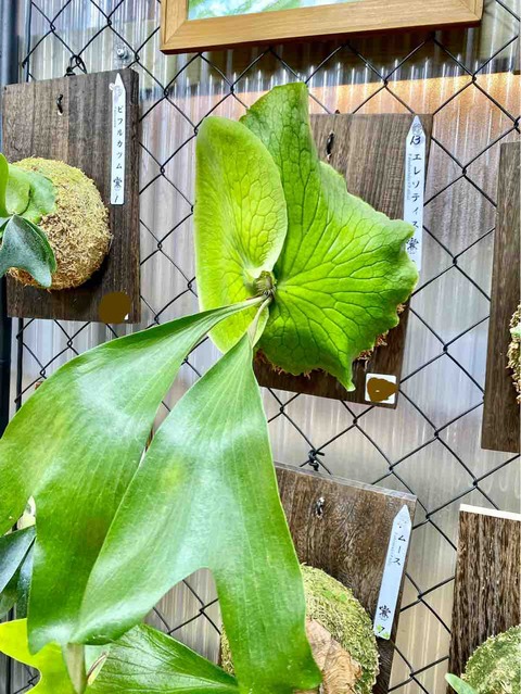 P. Elisotis ビカクシダ　エリソティス 楽天市場】コウモリラン 'エリソティス' 板付(小) メリクロン苗