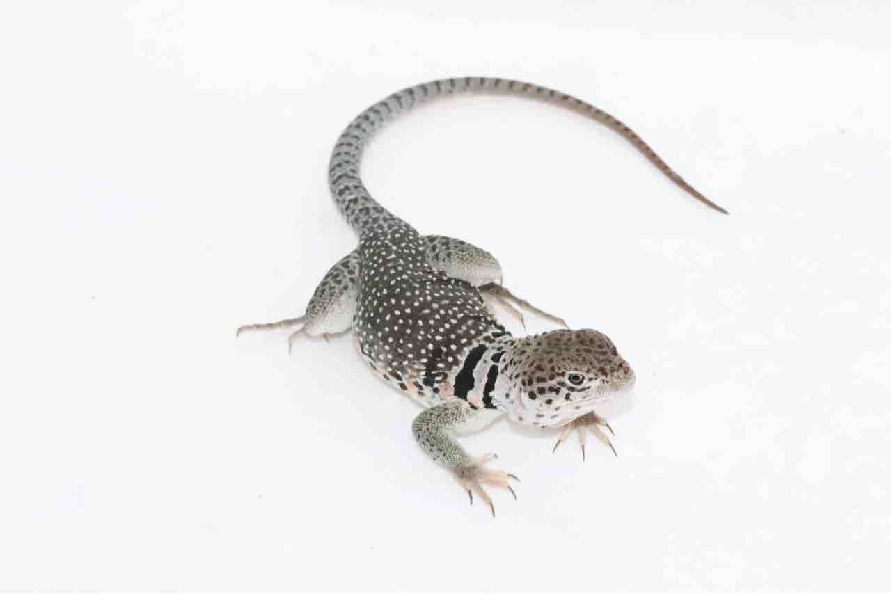 新入荷 トカゲ ヘビ 爬虫類クラブｊ千葉ニュータウン店