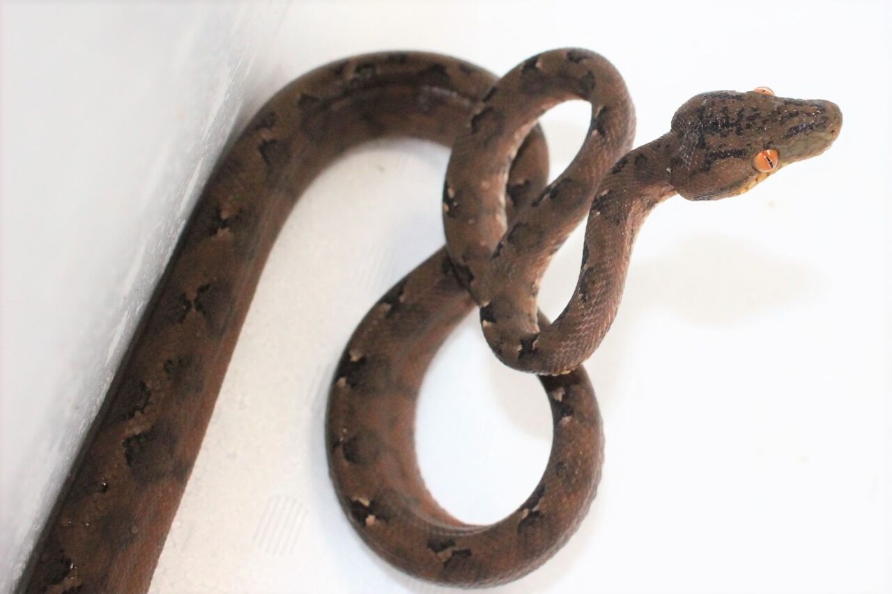 スティーブ便 樹上性蛇 爬虫類クラブｊ千葉ニュータウン店