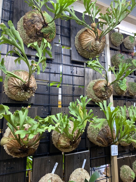 PLANTCLUB】 ビカクシダ始めました！ : 爬虫類クラブJ千葉ニュータウン店