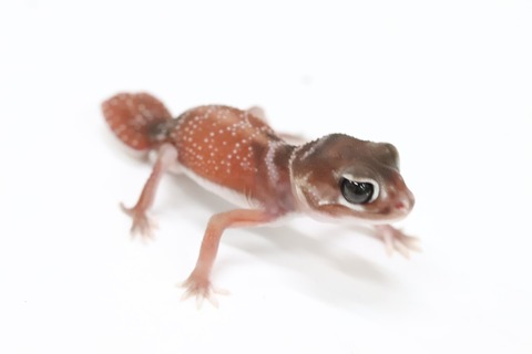 A97D2DB8-9E26-4FE3-8FE5-B83F7274E7B2