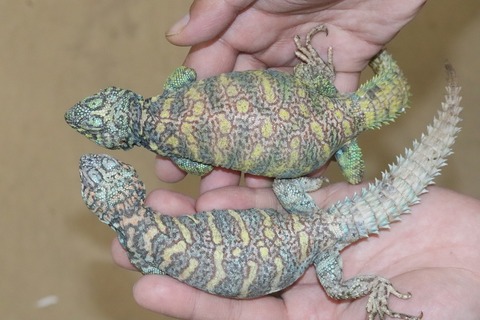 オルナータトゲオアガマ