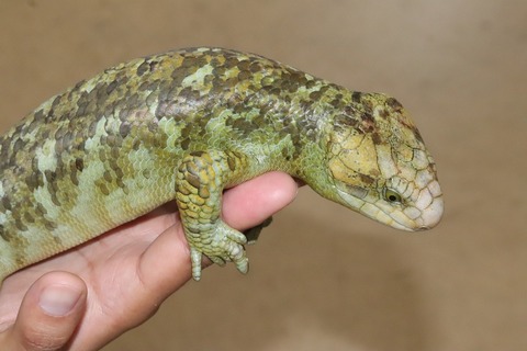オマキトカゲ