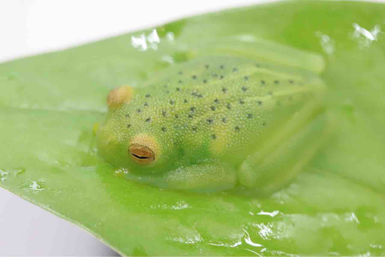 グラニュローサアマガエルモドキ(グミガエル、グラスフロッグ) カエル
