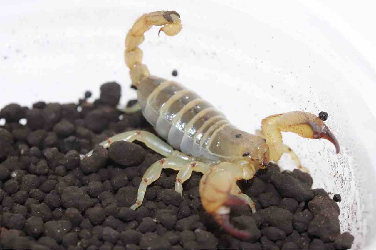 新入荷 奇蟲 爬虫類クラブｊ千葉ニュータウン店